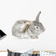 Cute Baby Bunny