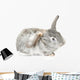 Cute Baby Bunny