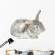 Cute Baby Bunny