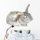 Cute Baby Bunny