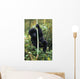 Close-Up Of Young Gorilla, Looking At Camera Wall Mural