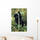 Close-Up Of Young Gorilla, Looking At Camera Wall Mural