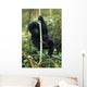 Close-Up Of Young Gorilla, Looking At Camera Wall Mural