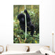 Close-Up Of Young Gorilla, Looking At Camera Wall Mural