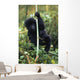 Close-Up Of Young Gorilla, Looking At Camera Wall Mural