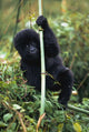 Close-Up Of Young Gorilla, Looking At Camera Wall Mural