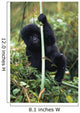 Close-Up Of Young Gorilla, Looking At Camera Wall Mural