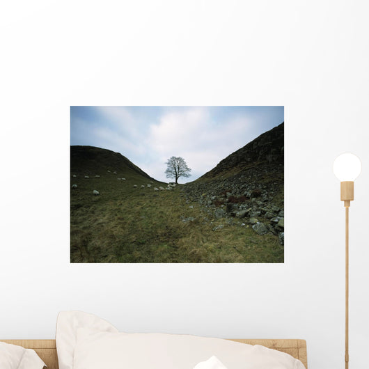 Solitary Tree In Sycamore Gap On Hadrian's Wall Wall Mural