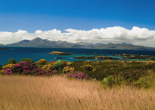 Gorse And Rhododendron Bushes Along Coast Wall Mural