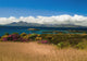 Gorse And Rhododendron Bushes Along Coast Wall Mural
