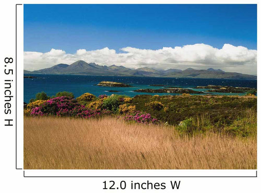 Gorse And Rhododendron Bushes Along Coast Wall Mural