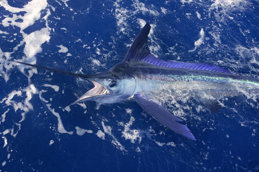Atlantic White Marlin Big Game Sport Fishing Wall Mural