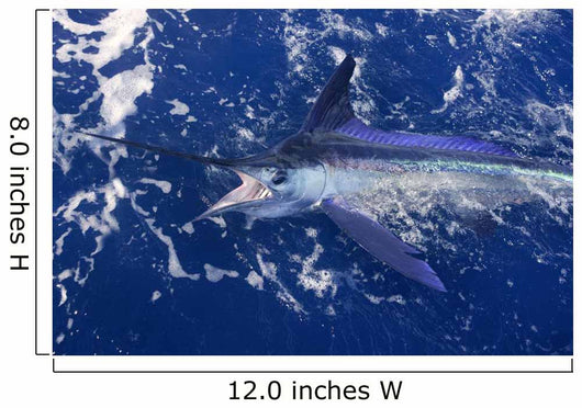 Atlantic White Marlin Big Game Sport Fishing Wall Mural