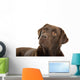 Chocolate labrador retriever Wall Decal