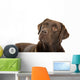 Chocolate labrador retriever Wall Decal