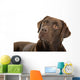 Chocolate labrador retriever Wall Decal