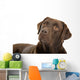 Chocolate labrador retriever Wall Decal