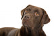 Chocolate labrador retriever Wall Decal