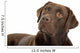 Chocolate labrador retriever Wall Decal