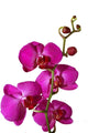 Pink Orchid Wall Decal