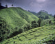 Green Fields On Hills Wall Mural