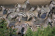 Zebra At Waterhole Wall Mural