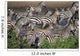 Zebra At Waterhole Wall Mural