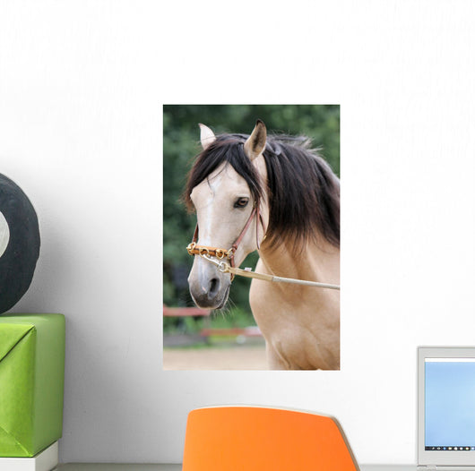 Pferd - Longe Wall Mural