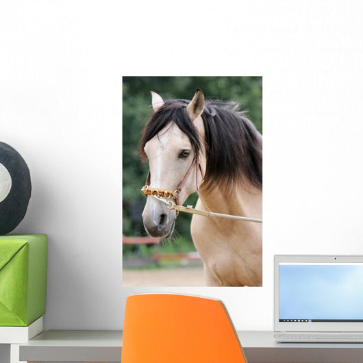 Pferd - Longe Wall Mural