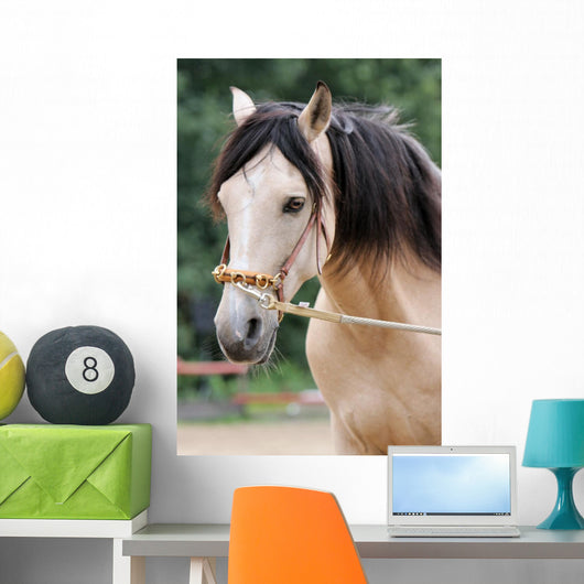 Pferd - Longe Wall Mural