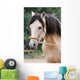 Pferd - Longe Wall Mural
