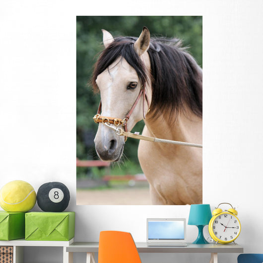Pferd - Longe Wall Mural