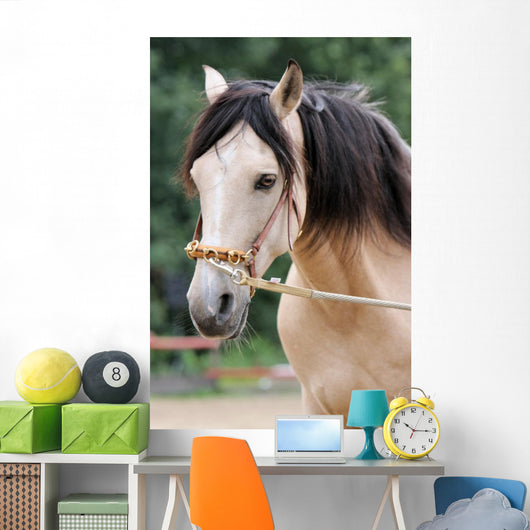 Pferd - Longe Wall Mural