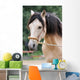 Pferd - Longe Wall Mural