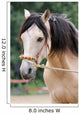 Pferd - Longe Wall Mural