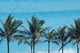 Mexico, Quintana Roo, Palm trees with turquoise sea Wall Mural