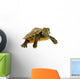 Baby Turtle