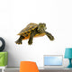 Baby Turtle