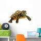 Baby Turtle