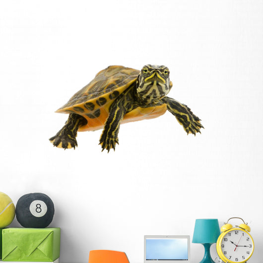 Baby Turtle