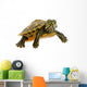 Baby Turtle