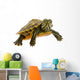 Baby Turtle