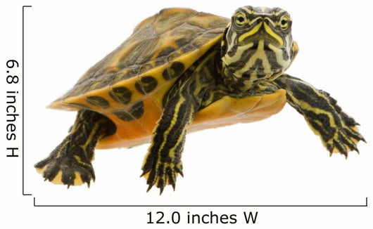 Baby Turtle