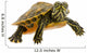 Baby Turtle