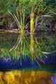 Reeds Reflecting On The Water Wall Mural