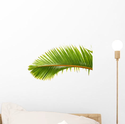 Palm Dtoure Bottle Leaf