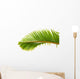 Palm Dtoure Bottle Leaf
