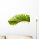 Palm Dtoure Bottle Leaf