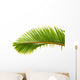 Palm Dtoure Bottle Leaf