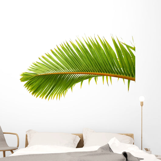 Palm Dtoure Bottle Leaf